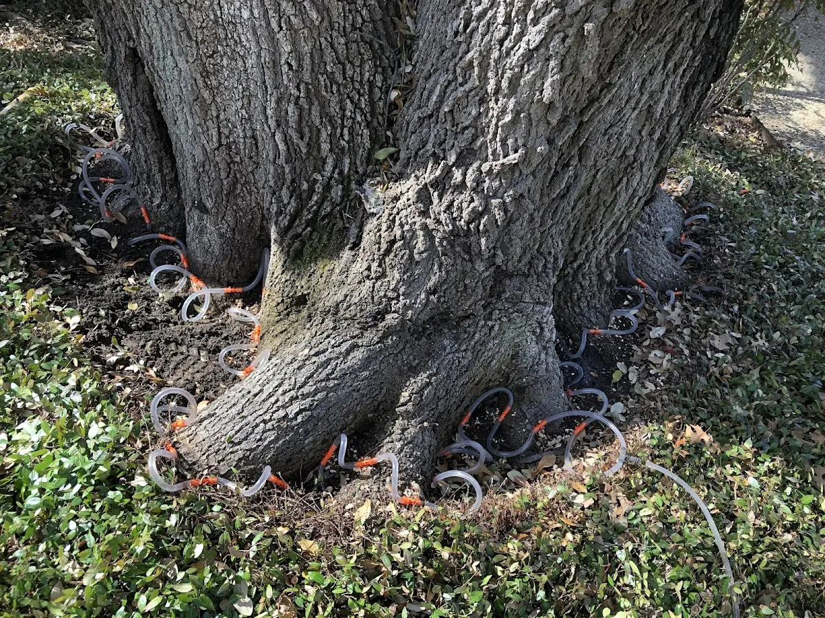 Detailed Tree Cabling and Bracing job site in Salineville